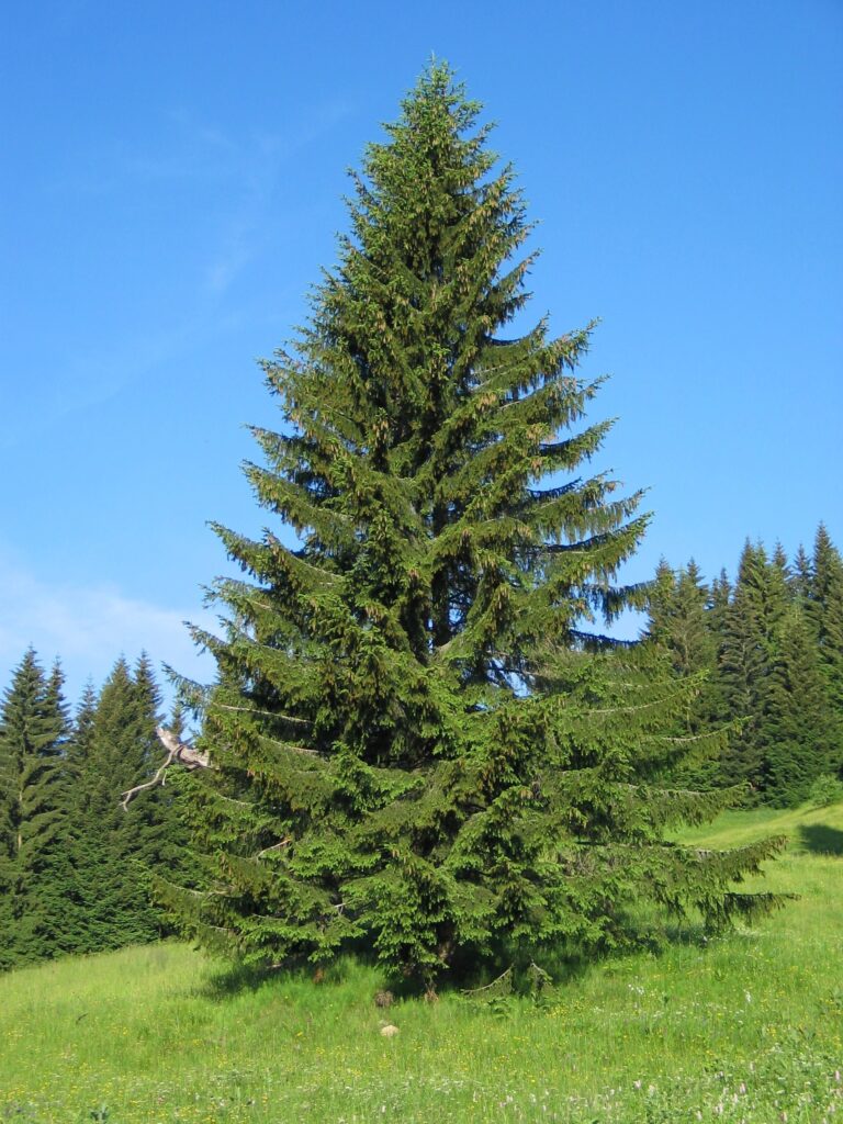 russian spruce