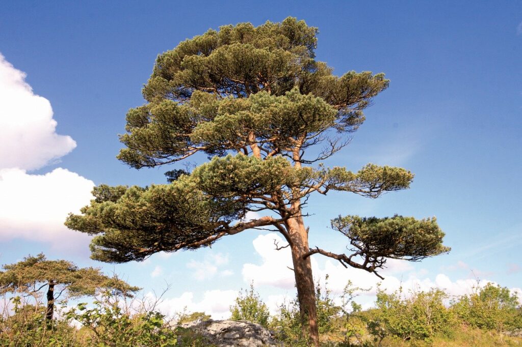 russian pine